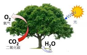 这种人造叶子想要帮助对抗气候变化