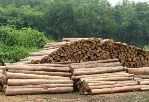 Western Forest Products减少三个锯木厂的木材产量