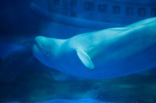 气候变化可能使白鲸鲸鱼深入其中