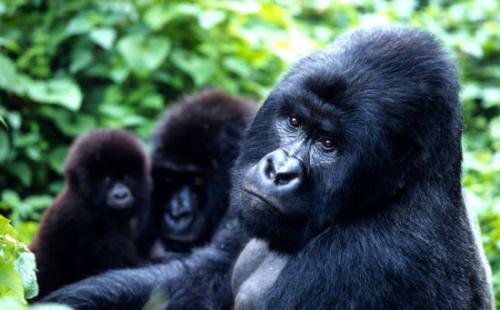 需要采取行动拯救西非严重濒临灭绝的黑猩猩
