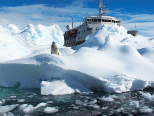 面对气候变化 南极物种的复杂命运