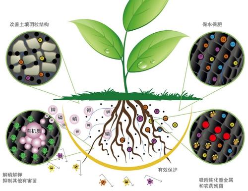 气候变化可能会影响微生物和树木之间的共生关系