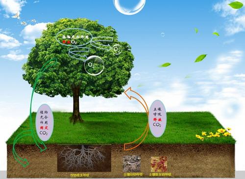 科学家们发现了植物如何呼吸