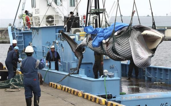 日本宣布正式重启商业捕鲸重启商业捕鲸什么原因