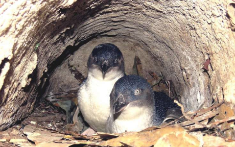 塔斯马尼亚小企鹅研究揭示了觅食行为