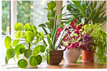 室内植物可以减轻压力改善健康