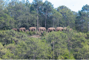 今日云南野象最新消息：野象群向西南迁移了6.6公里