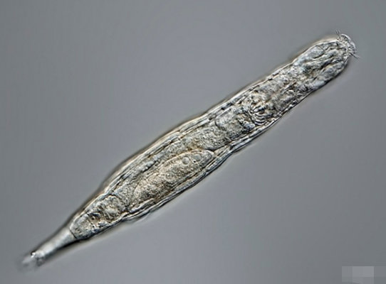 科学家复活2.4万年前微生物 蛭形轮虫介绍