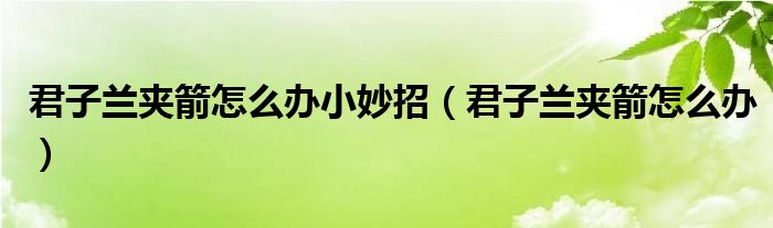 君子兰夹箭怎么办小妙招（君子兰夹箭怎么办）