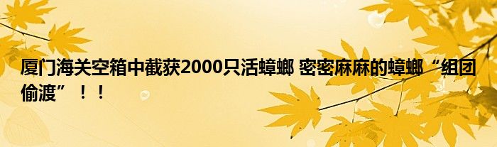 厦门海关空箱中截获2000只活蟑螂 密密麻麻的蟑螂“组团偷渡”！！