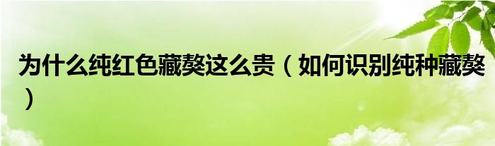 为什么纯红色藏獒这么贵（如何识别纯种藏獒）