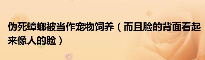 伪死蟑螂被当作宠物饲养（而且脸的背面看起来像人的脸）