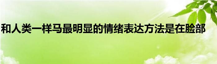 和人类一样马最明显的情绪表达方法是在脸部