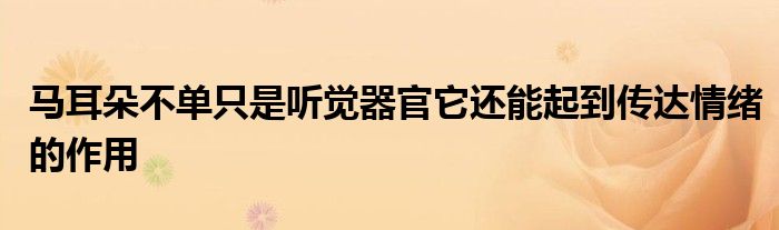 马耳朵不单只是听觉器官它还能起到传达情绪的作用