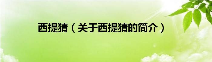 西提猜（关于西提猜的简介）