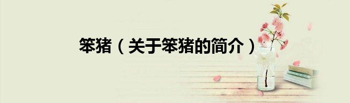 笨猪（关于笨猪的简介）