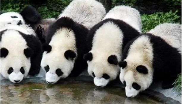 大熊猫凭什么是国宝？