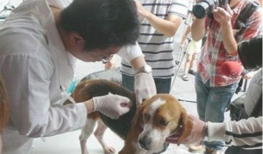 收养流浪狗需要准备什么