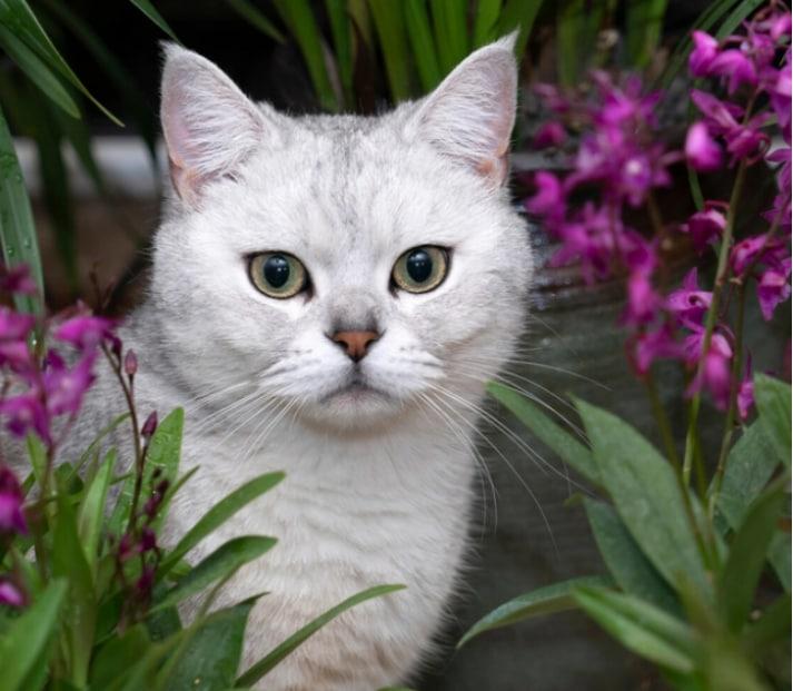 家养宠物英短蓝猫的注意事项