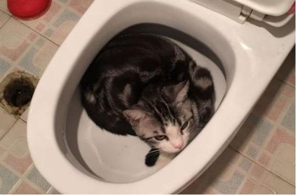 如何教猫咪自己用坐便器