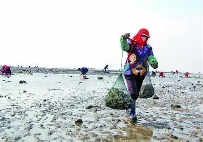 海蛎子加入“赶海套餐”:铺满海滩