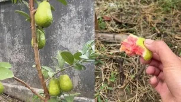 男子种出番石榴发视频炫耀后傻眼