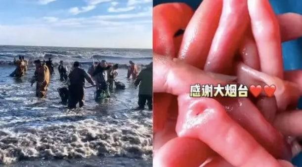 市民狂捞的海肠从哪来?烟台回应