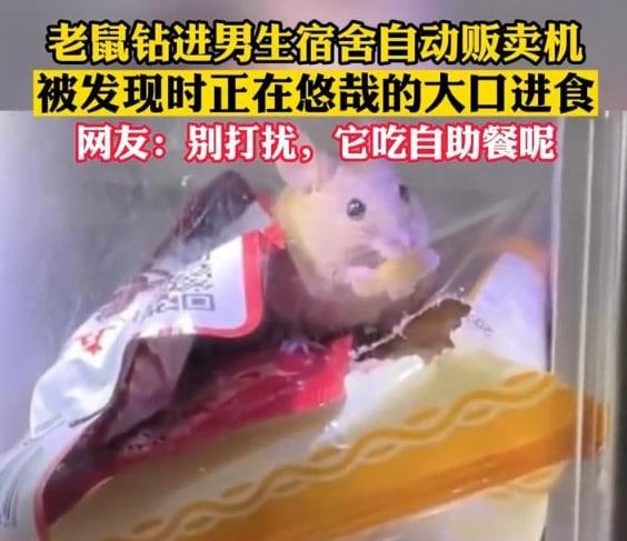 老鼠钻进男生宿舍自动售卖机偷吃