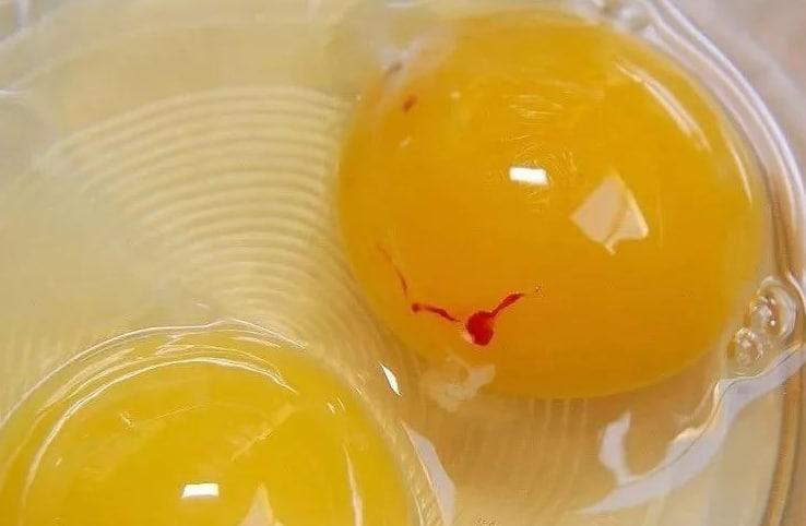 鸡蛋里面的蛋液有红色的是怎么回事？