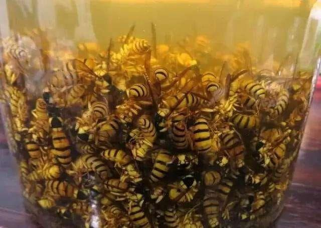 黄蜂泡酒的功效作用，哪些人不能喝黄蜂泡酒？