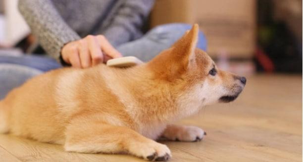 给狗狗洗澡需要注意什么？