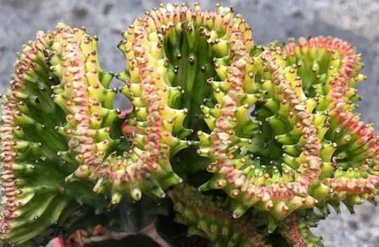 麒麟花适合家里养吗？麒麟花的养殖方法