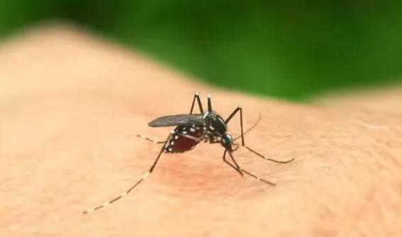 湿热体质的人，如何避免蚊虫叮咬？