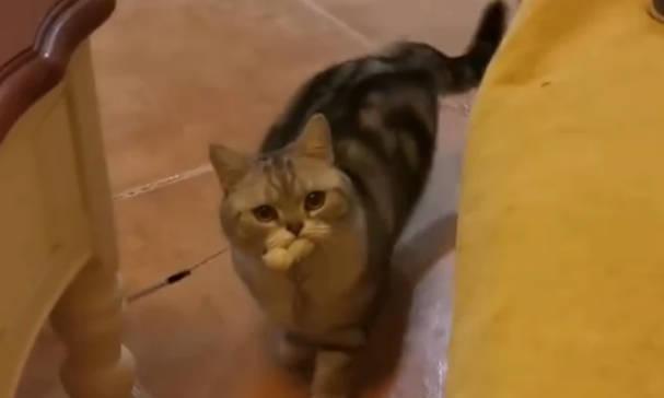 叼着逗猫棒找主人玩的猫咪