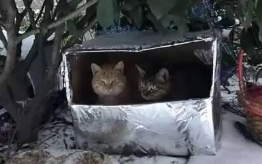 12岁女孩领养猫后捡垃圾赚钱照顾