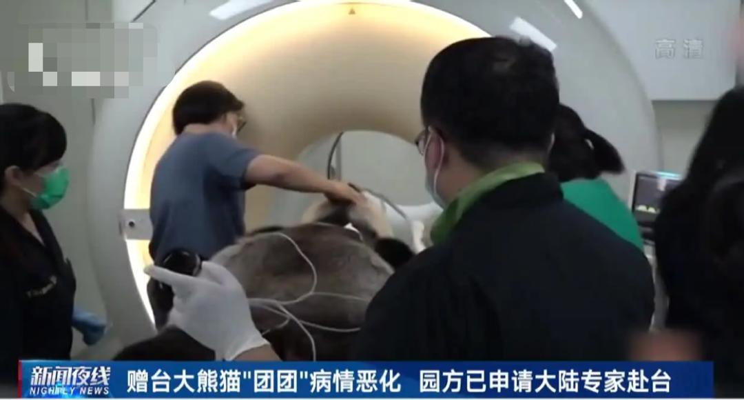 赠台大熊猫团团病情加重