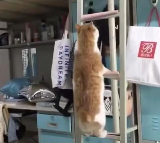 当猫咪误入女生宿舍