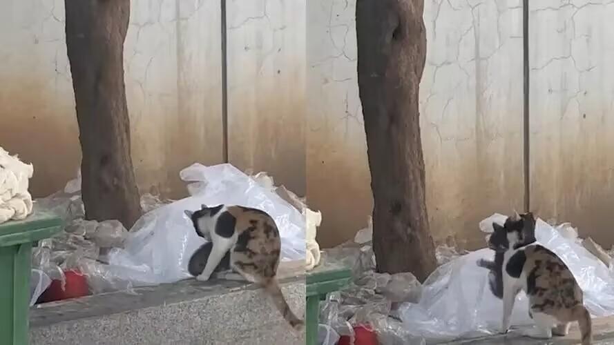 猫妈妈不厌其烦教小猫爬树