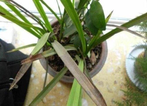兰花的叶尖干枯怎么办