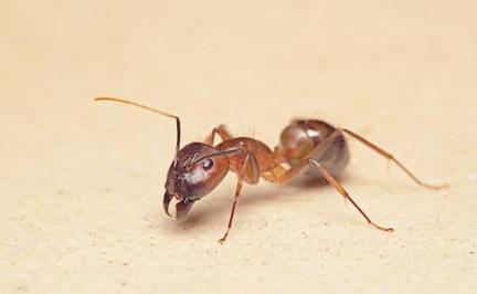 家里发现蚂蚁怎么去除