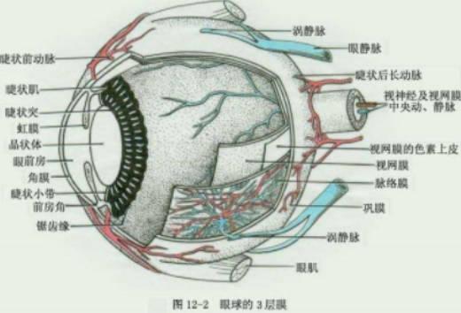 角膜和巩膜的区别是什么？
