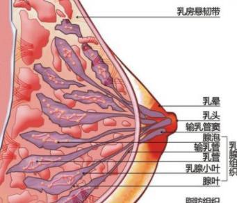 胸大小不一样正常吗？