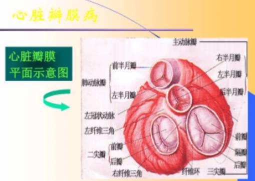 心脏瓣膜术后心率忽高忽低是怎么回事？