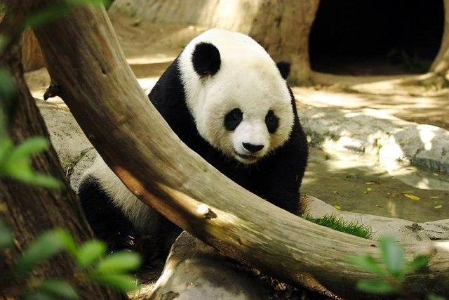 大熊猫最爱吃的竹子是什么