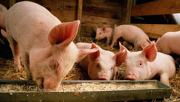 【读财报】猪企1月销量、收入环比普跌 同比保持正增长，生猪利润也在增长中