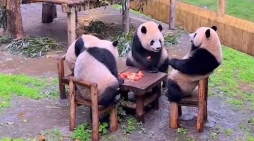 四只大熊猫凑一桌互动 像是在打麻将