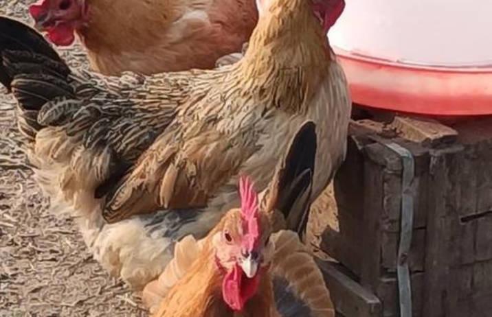 美国现在流行“租母鸡”，订单已经接不过来 租三只鸡一月1200元！
