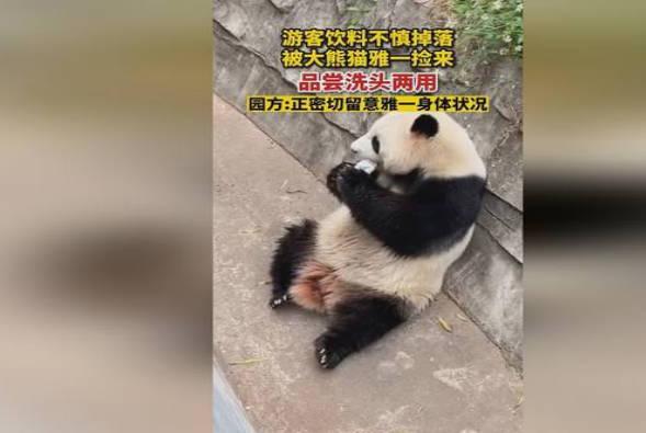 大熊猫捡游客不慎掉落的饮料喝