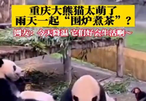 动物园回应四只大熊猫围坐一桌是因为它们喜欢这种方式