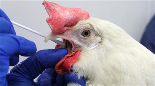 阿根廷因禽流感已经扑杀70余万只禽类